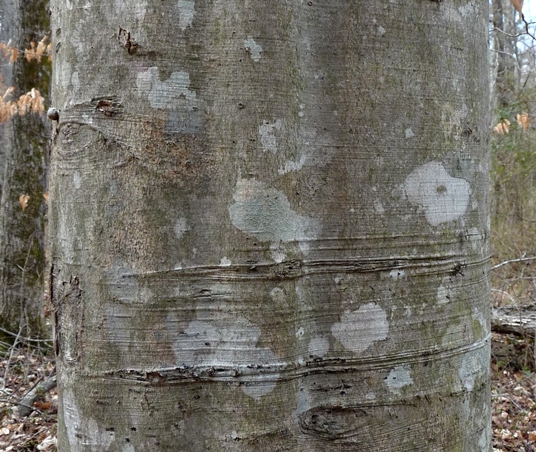 {Fagus grandifolia}